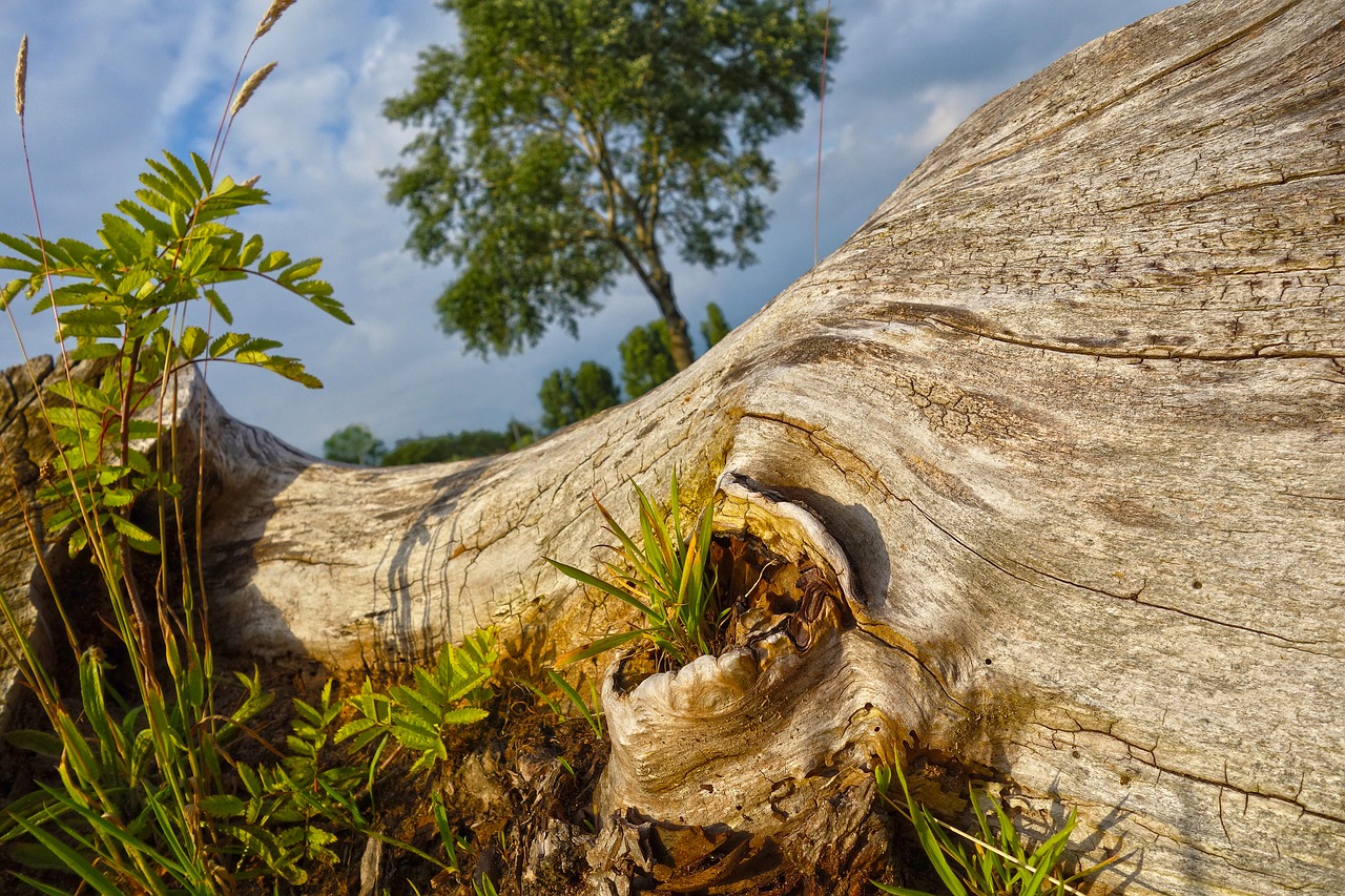 tree trunk wood free photo