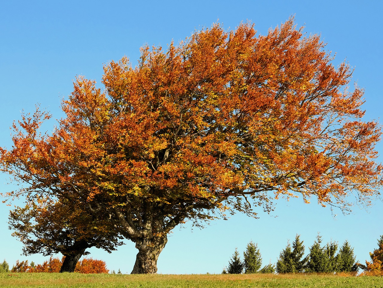 tree beech autumn free photo