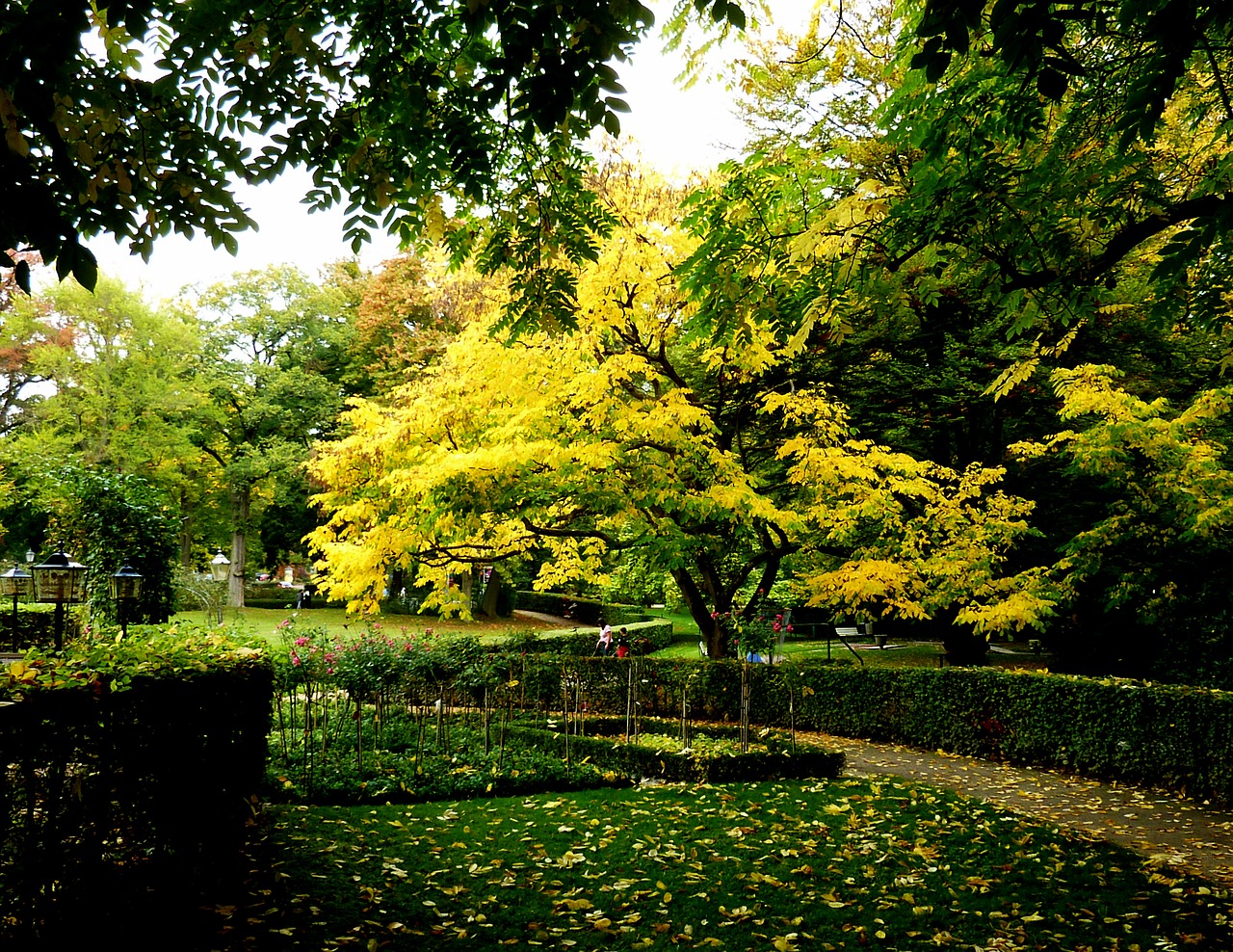 tree autumn leaves free photo