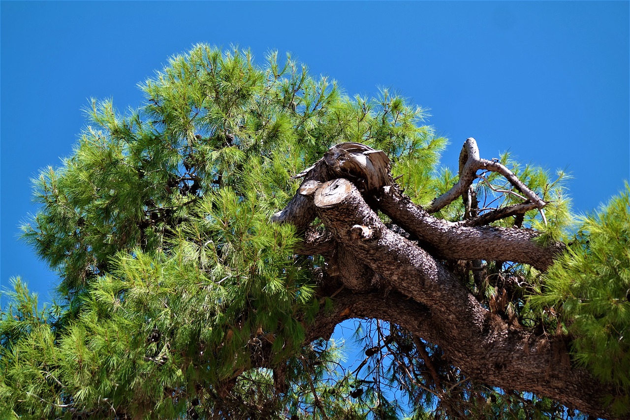 tree pine mediterranean free photo