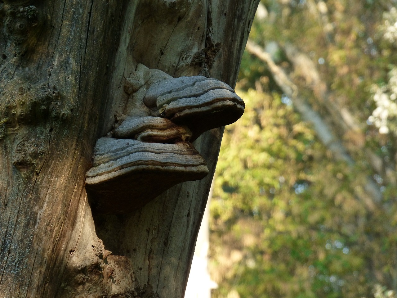 tree bark drevokazná free photo