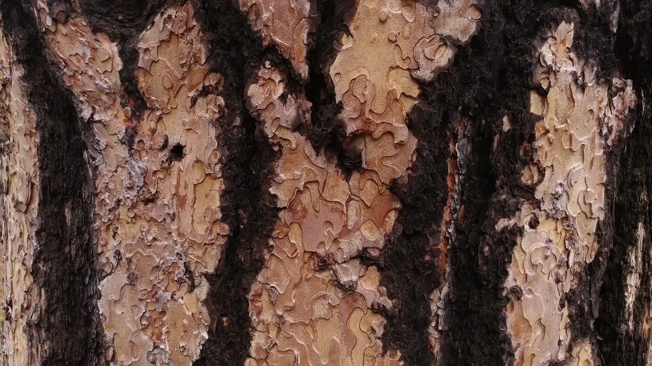 tree bark nature free photo