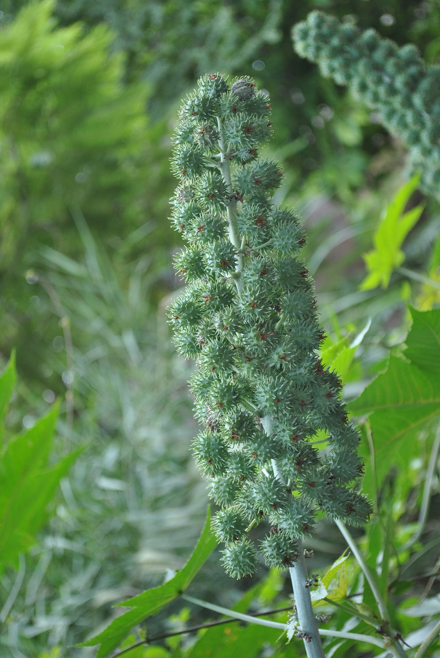 tree plant wild free photo