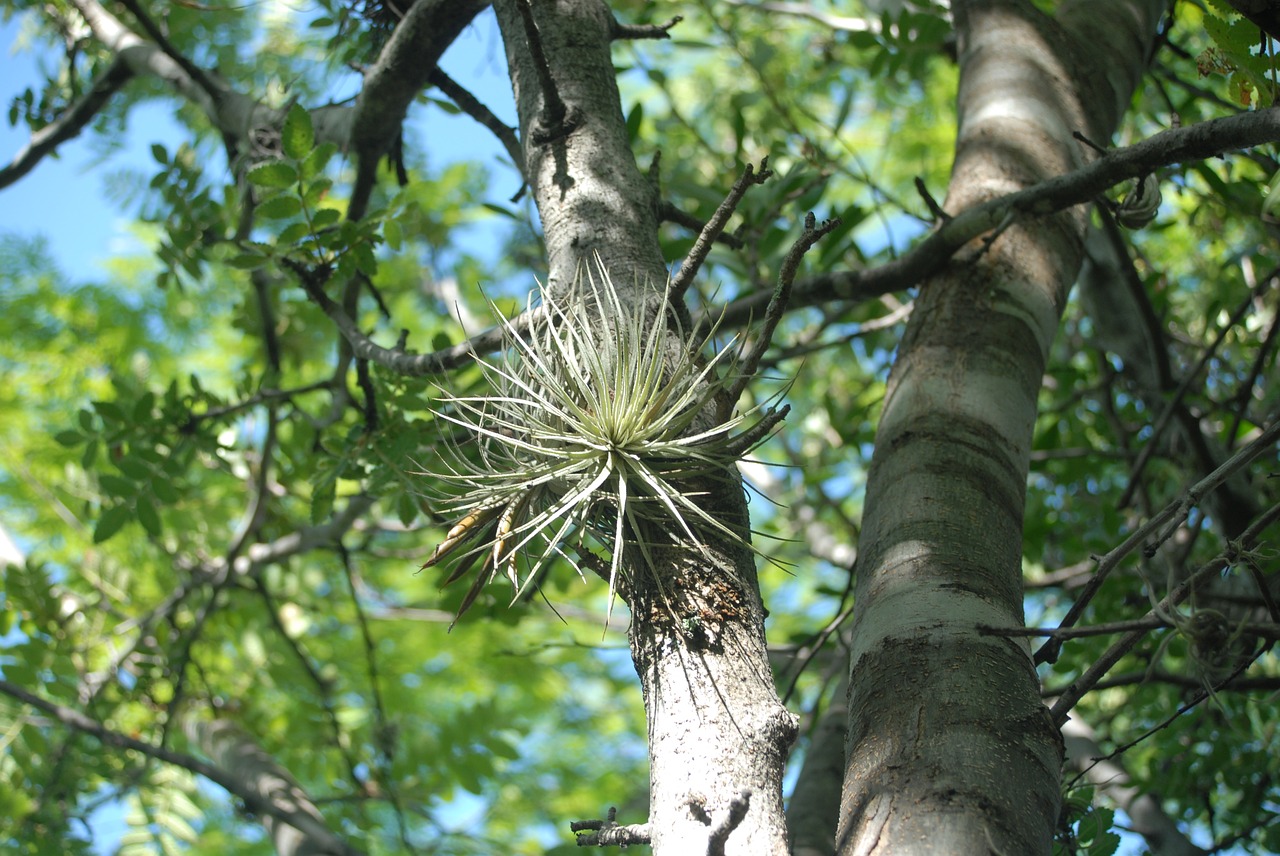 tree nest branches free photo