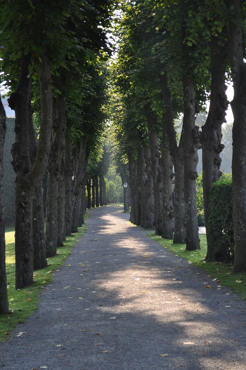 tree lined path free photo