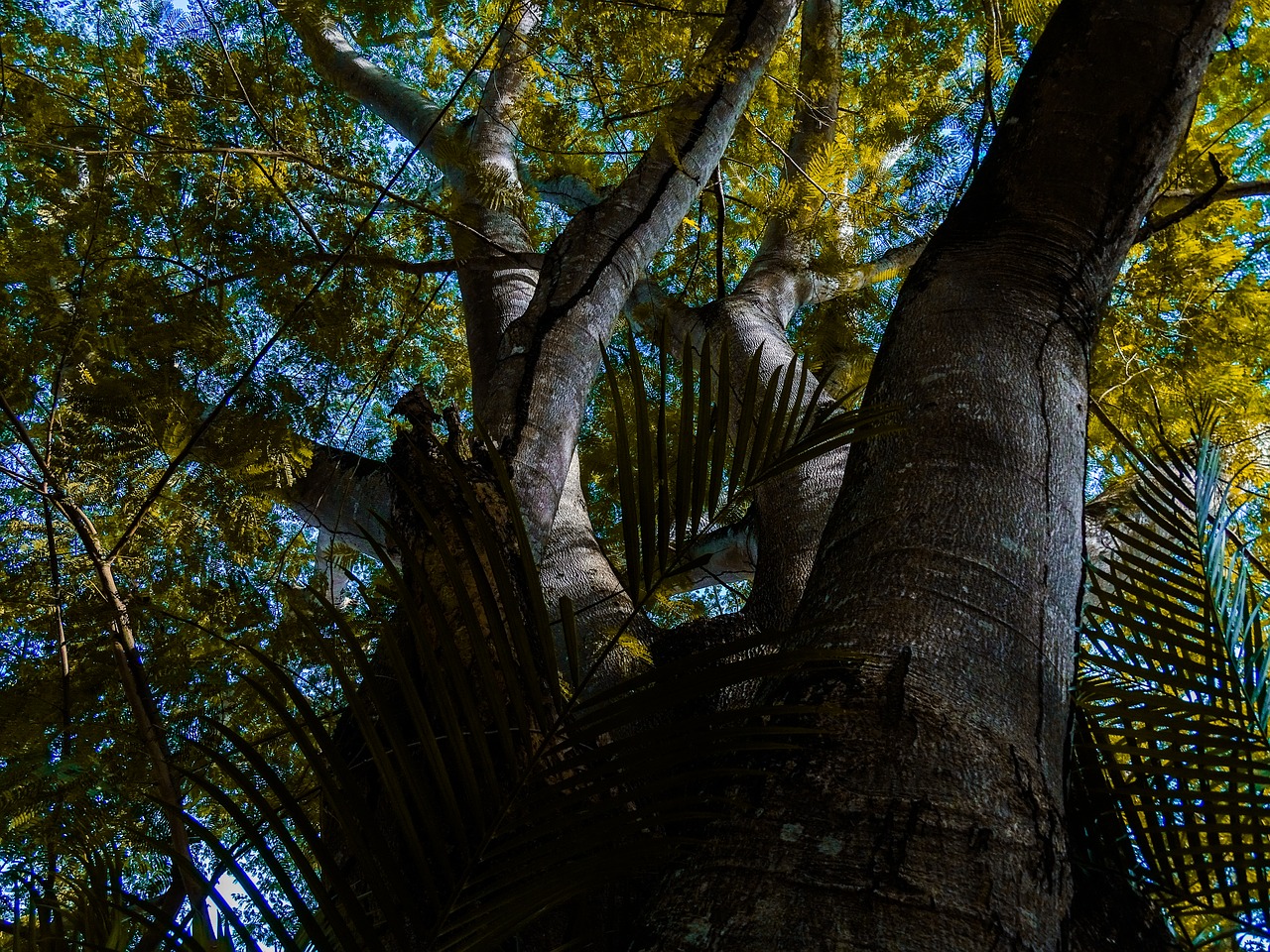 tree plant yellow free photo