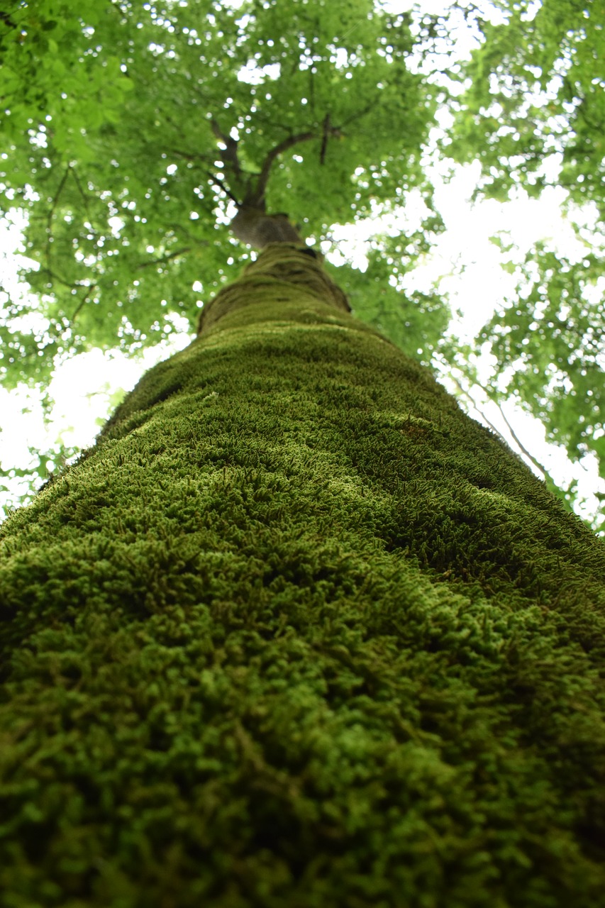 tree moss forest free photo