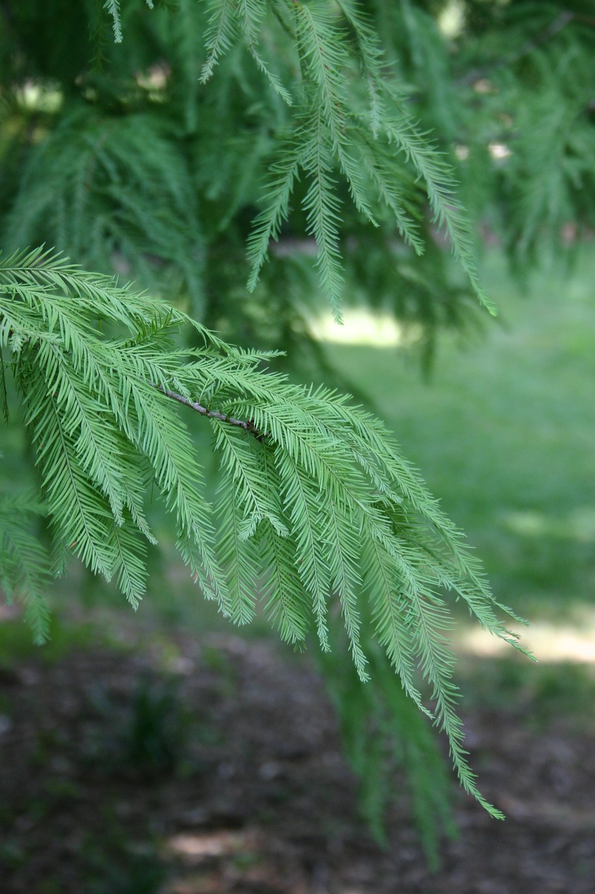 tree green leaf free photo