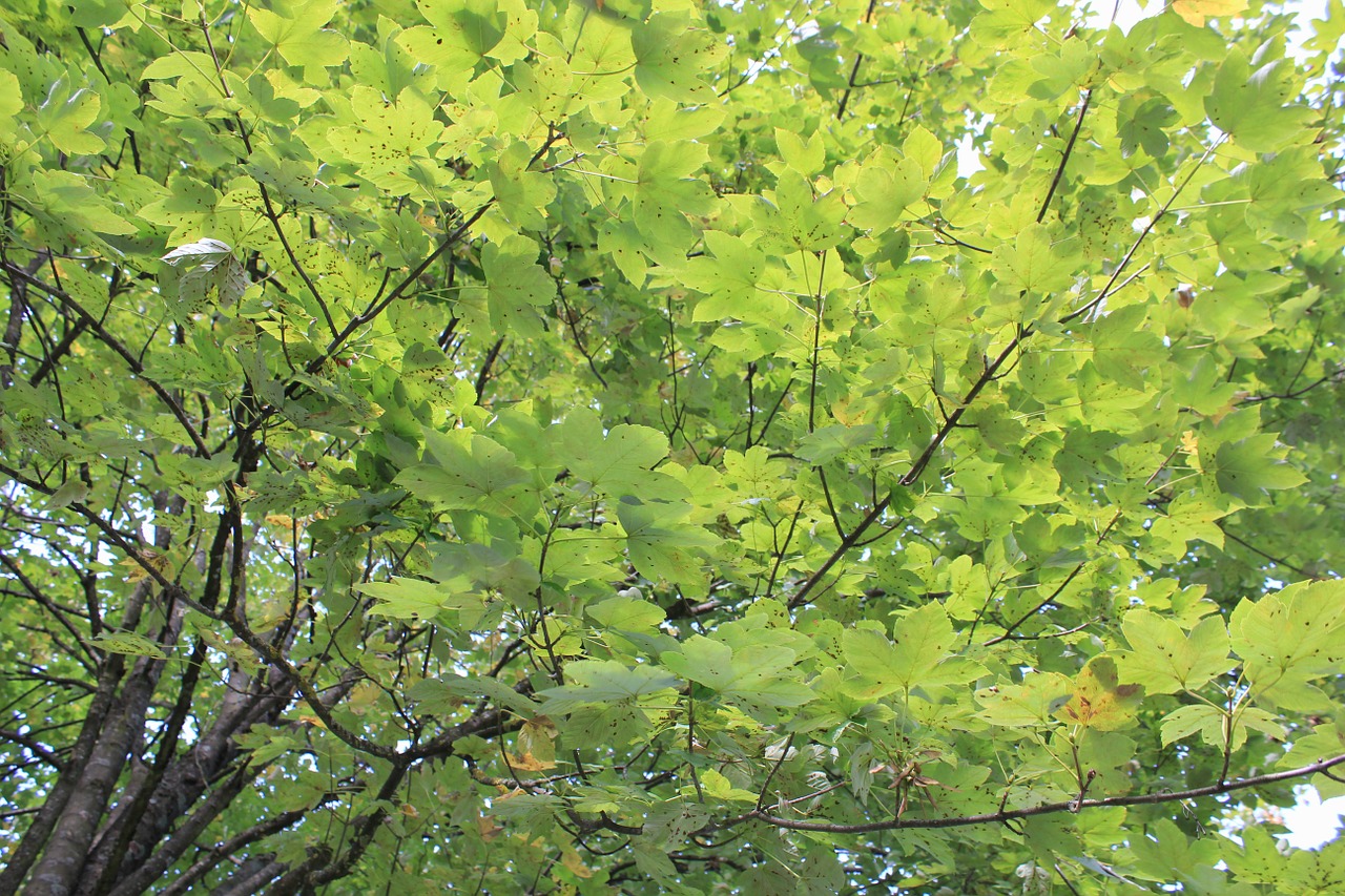 tree leaves summer free photo