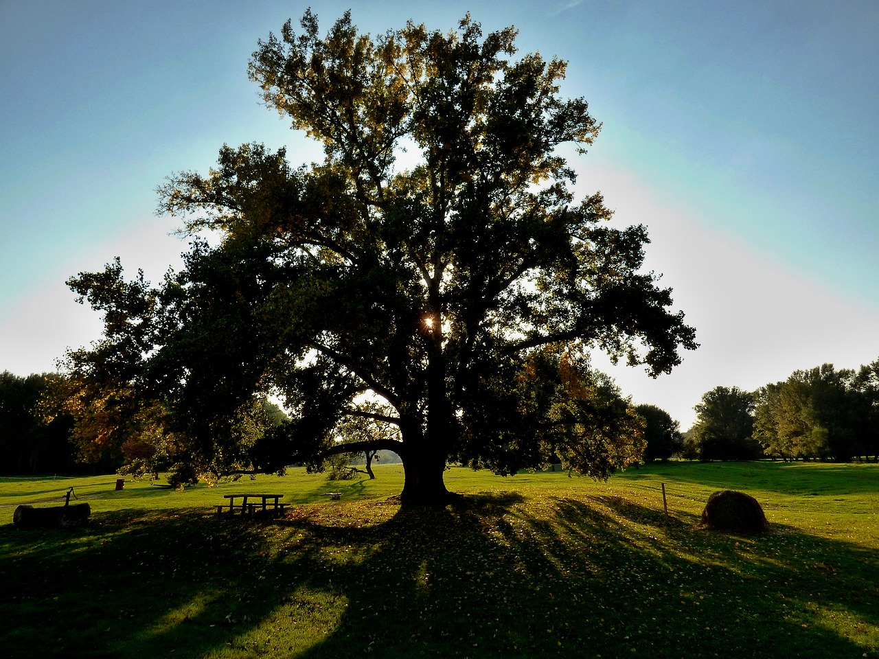 tree sun nature free photo