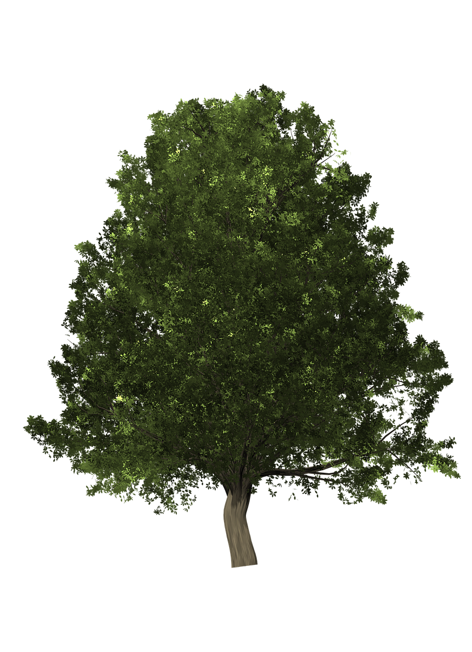 tree oak lush free photo