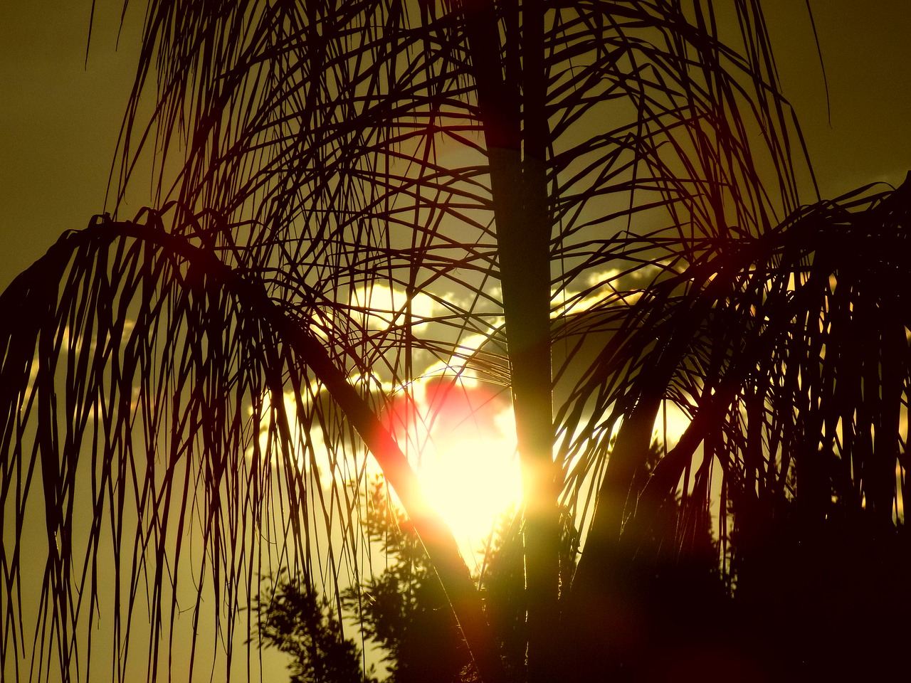 tree palm tree sunset free photo