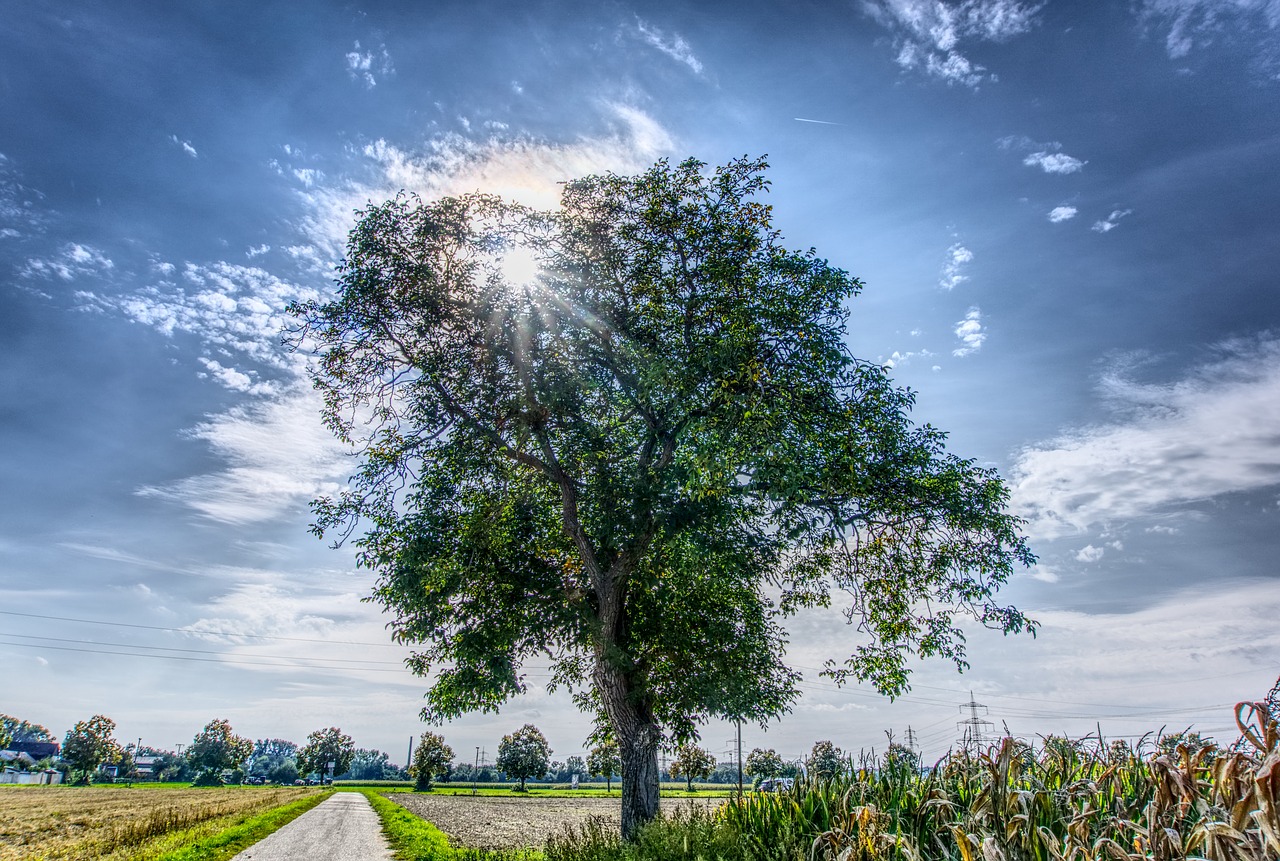 Download free photo of Tree,sky,blue,sunbeam,back light - from needpix.com