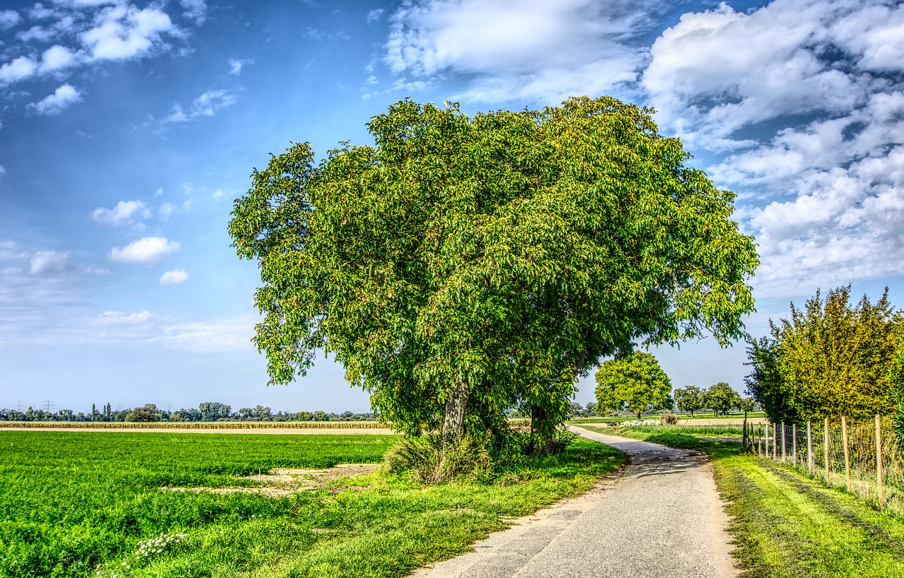 tree green sky free photo