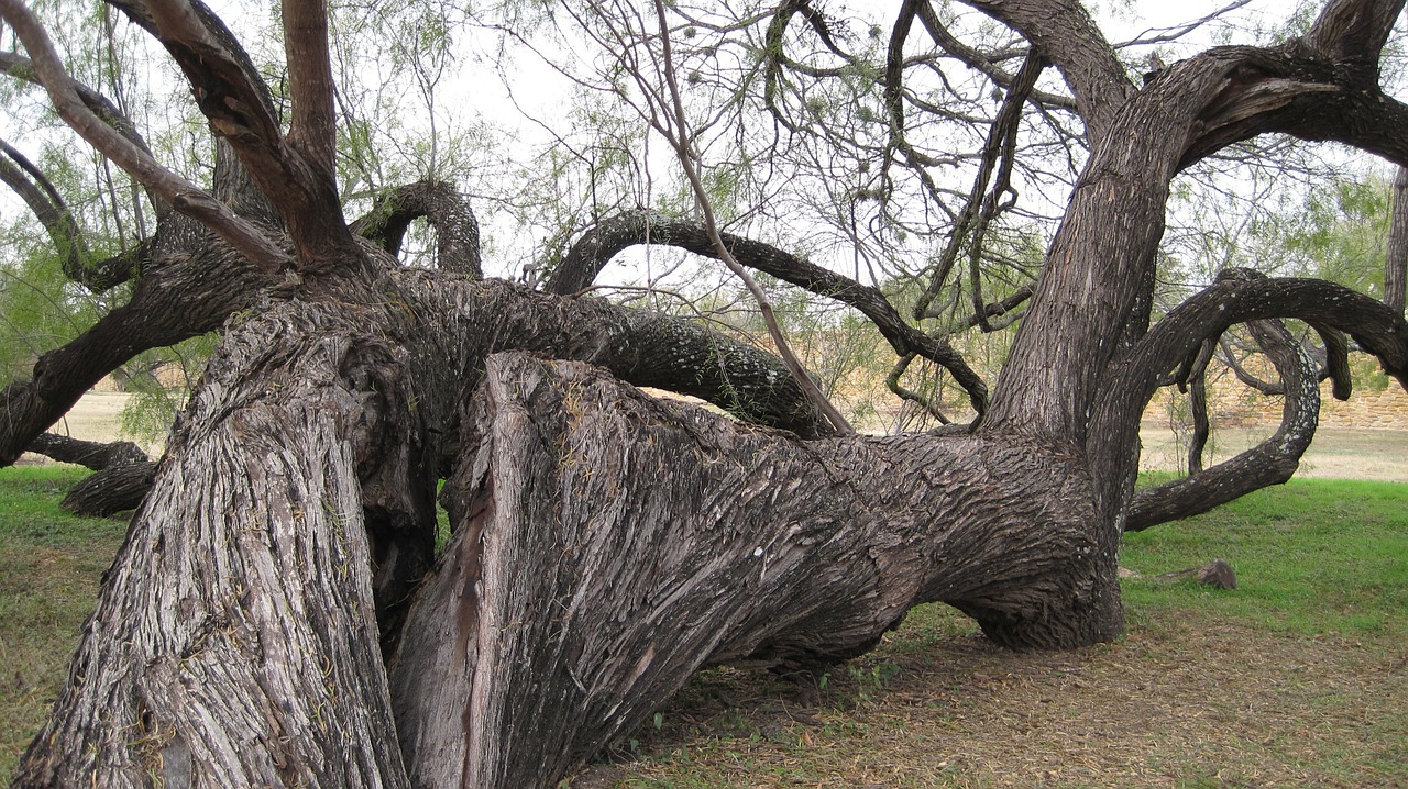 tree organic agriculture free photo