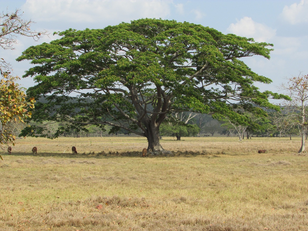 tree green nature free photo