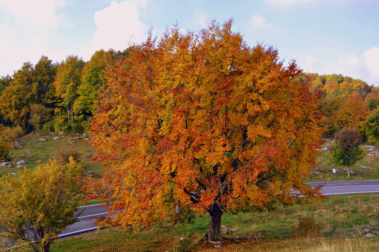 tree autumn mountain free photo