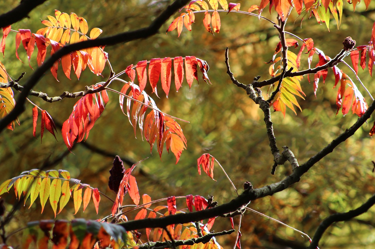 tree leaves autumn free photo