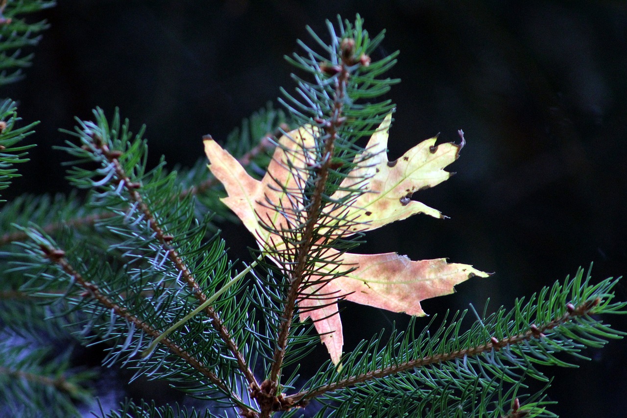 tree leaves autumn free photo