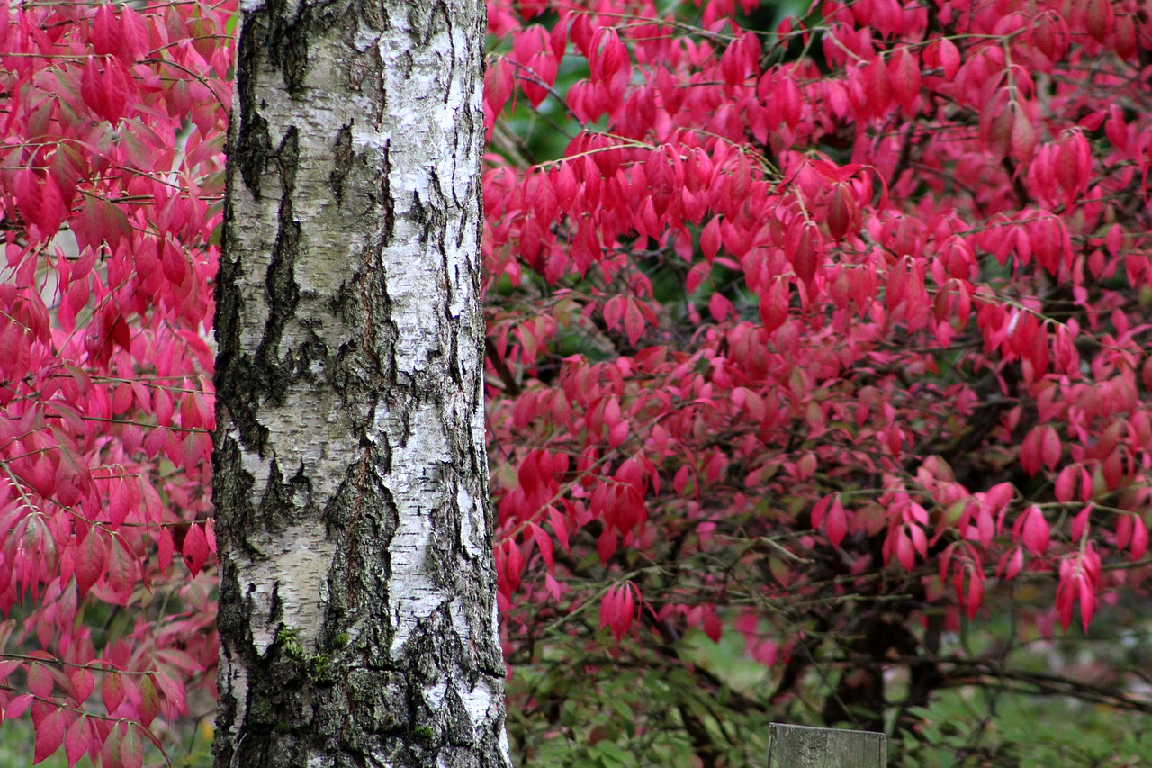 tree leaves autumn free photo