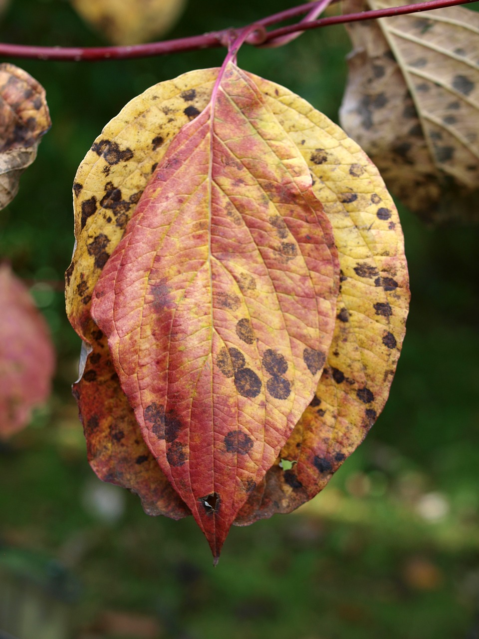 tree leaves autumn free photo