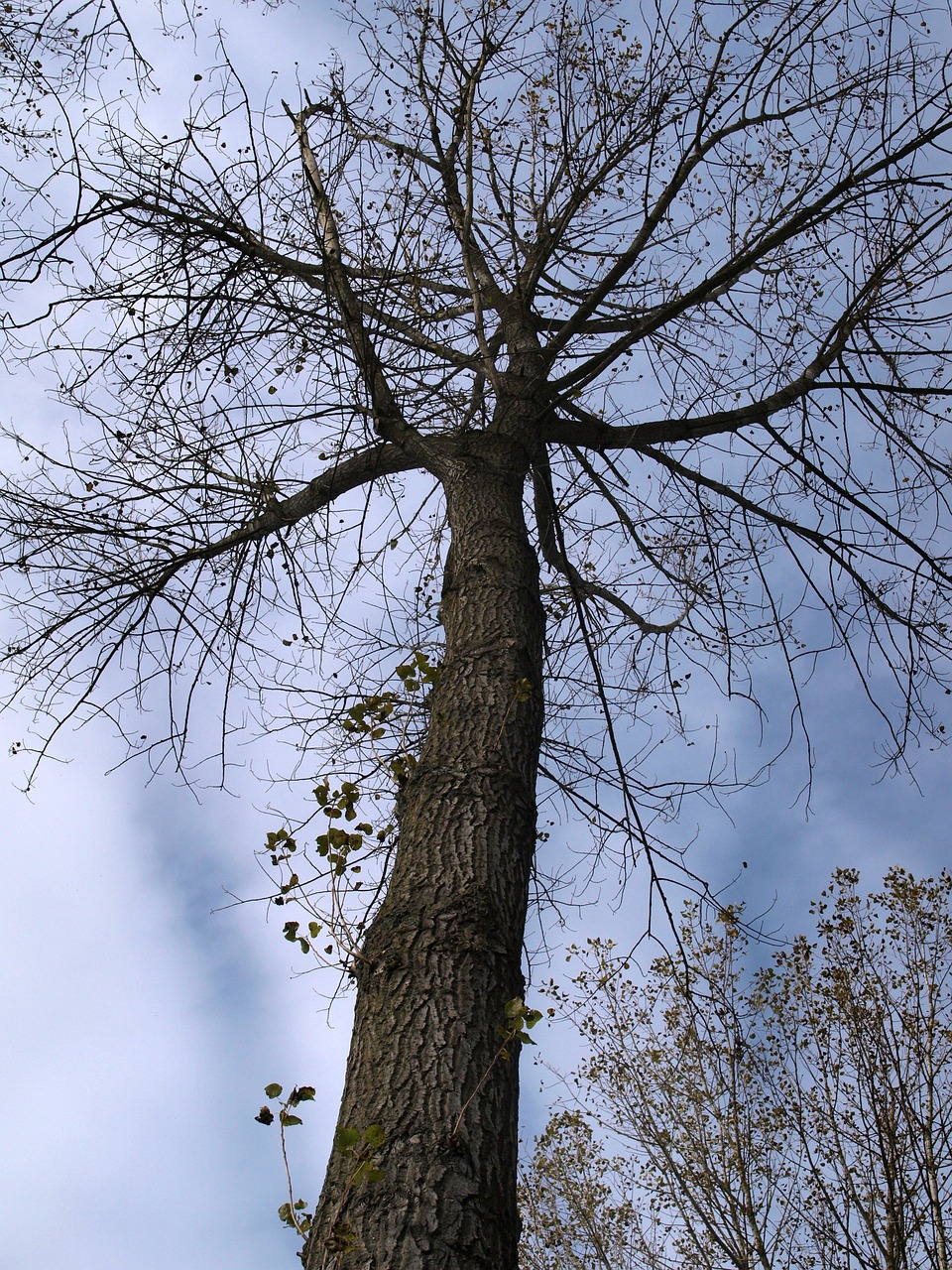 tree leaves autumn free photo