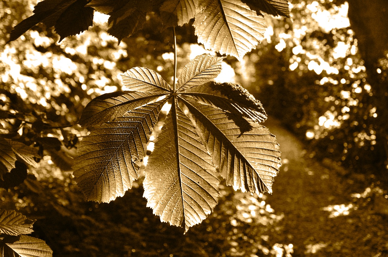 tree chestnut tree branch free photo