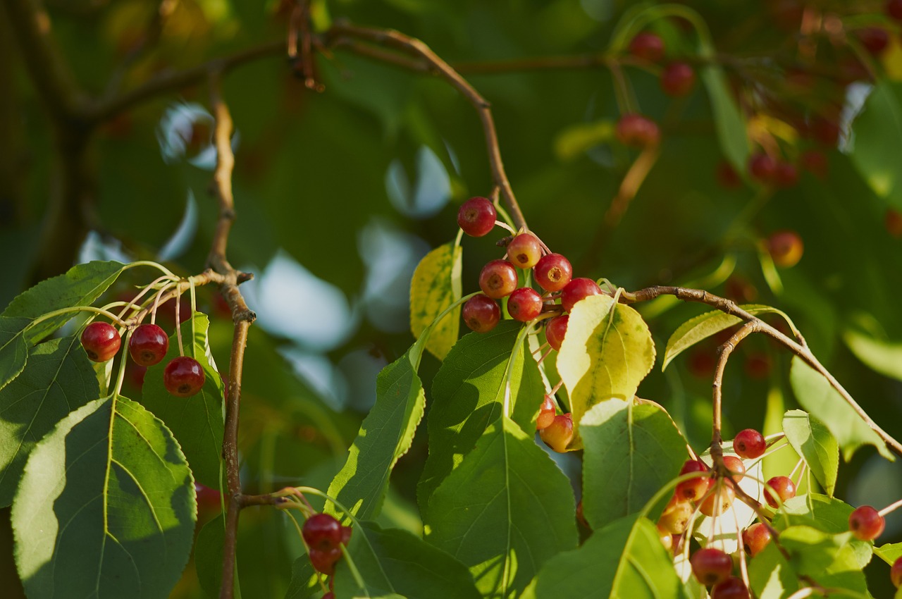 tree fruit nature free photo