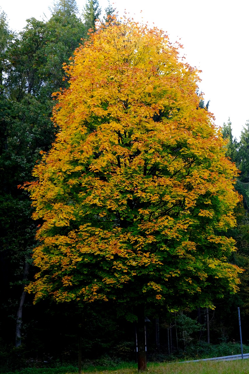 tree deciduous tree autumn free photo