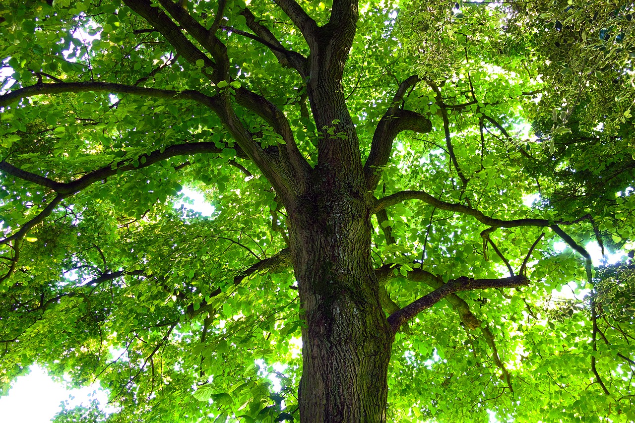 tree trunk tree trunk free photo