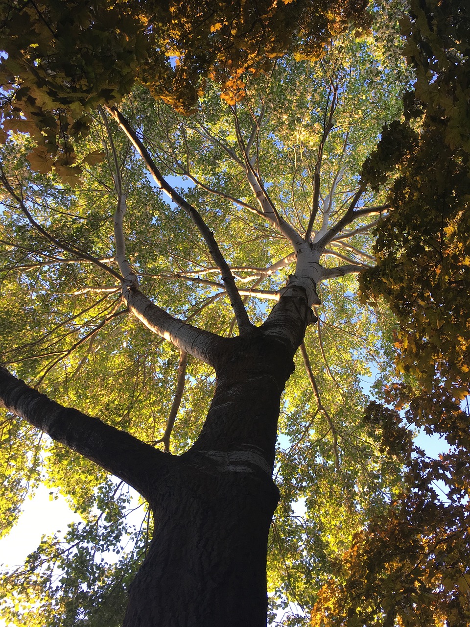 tree old sunlight free photo