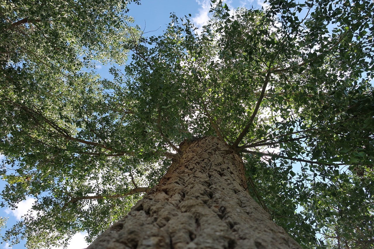 tree park sky free photo