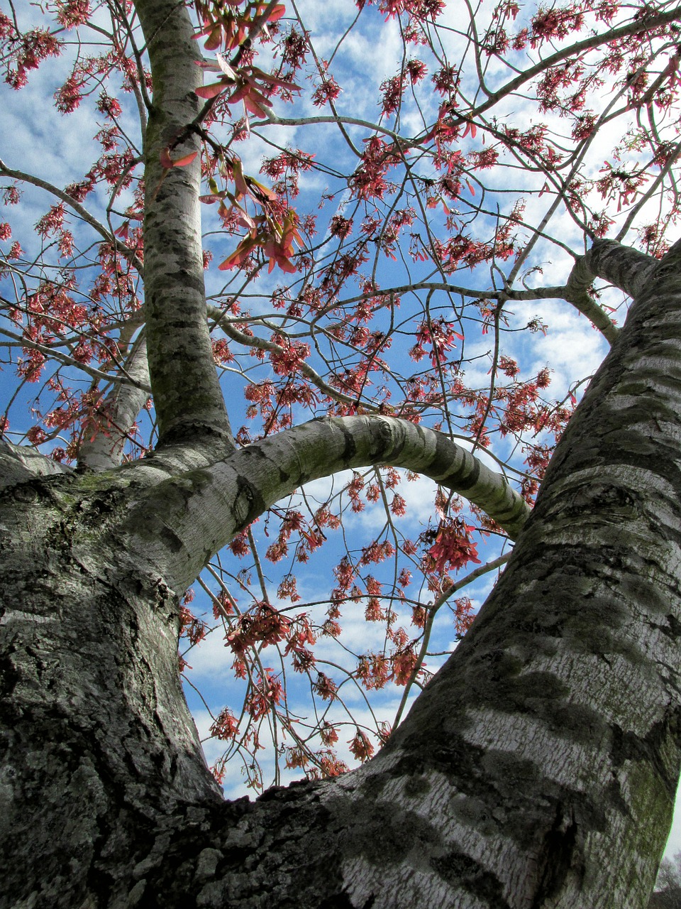 tree branches leaves free photo