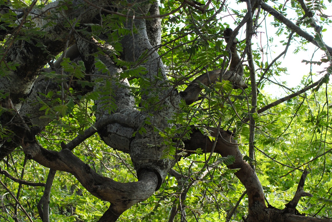 tree trunk bark free photo