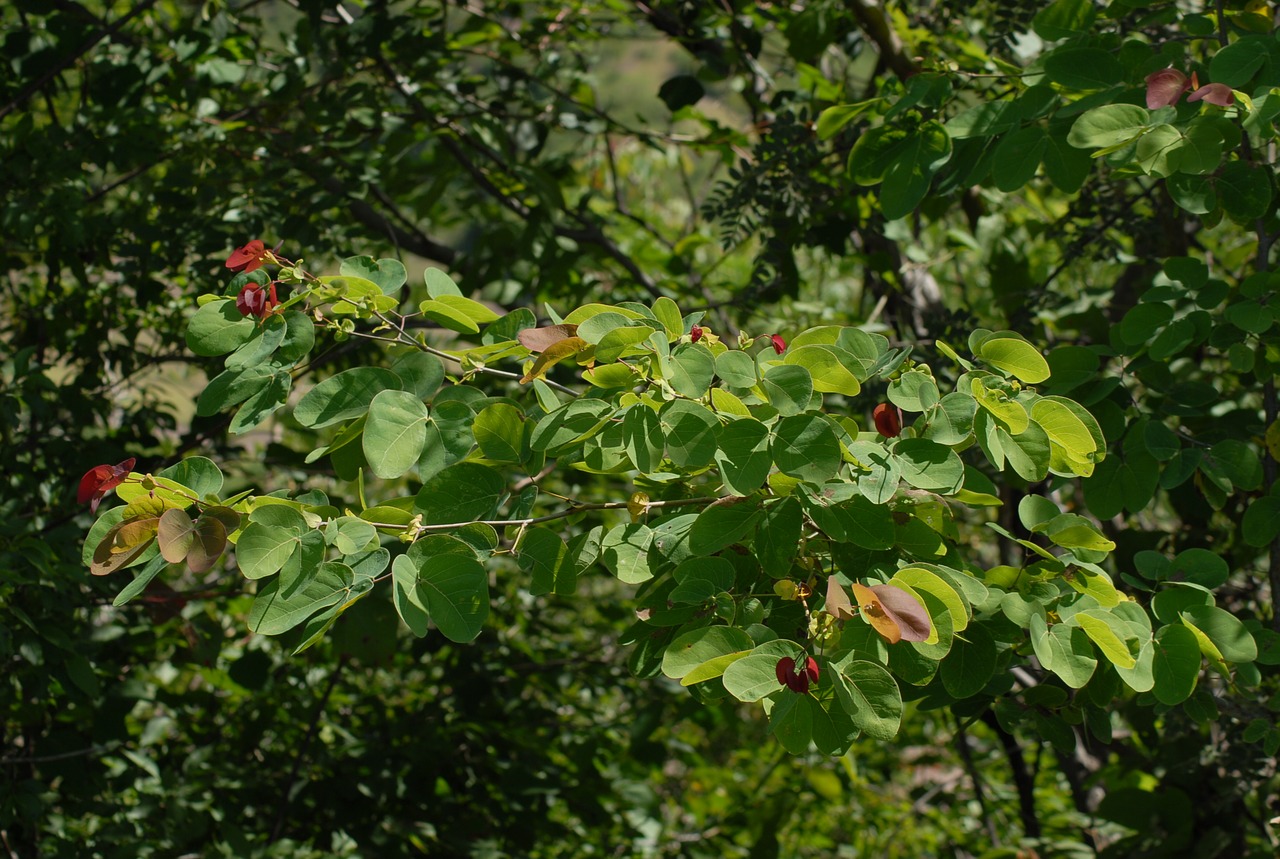 tree leaves nature free photo