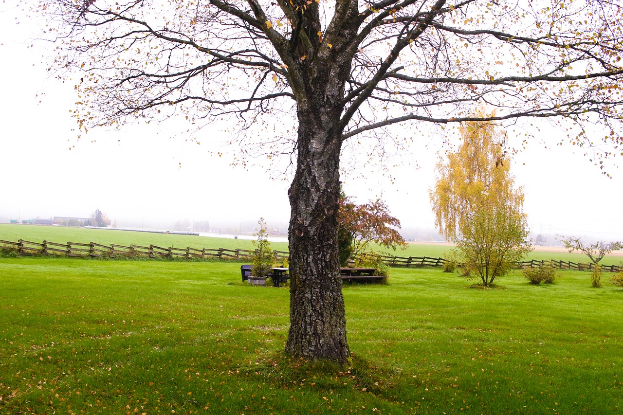 tree nature autumn free photo