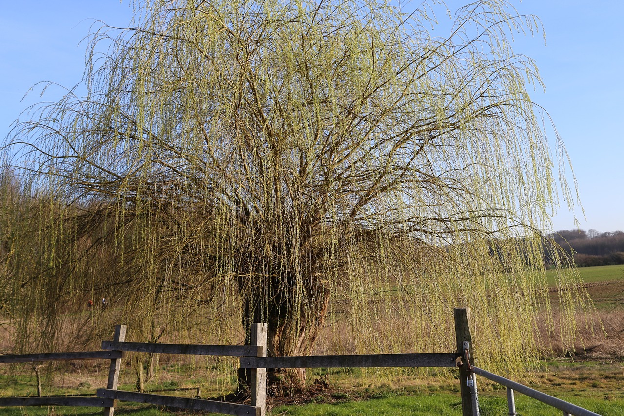 tree aesthetic landscape free photo