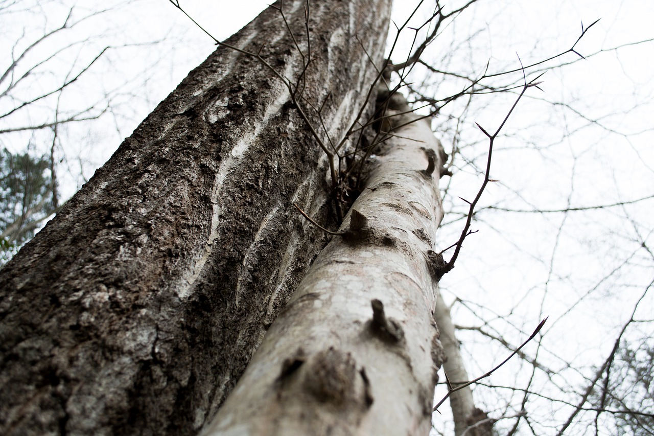 tree trunk linear free photo