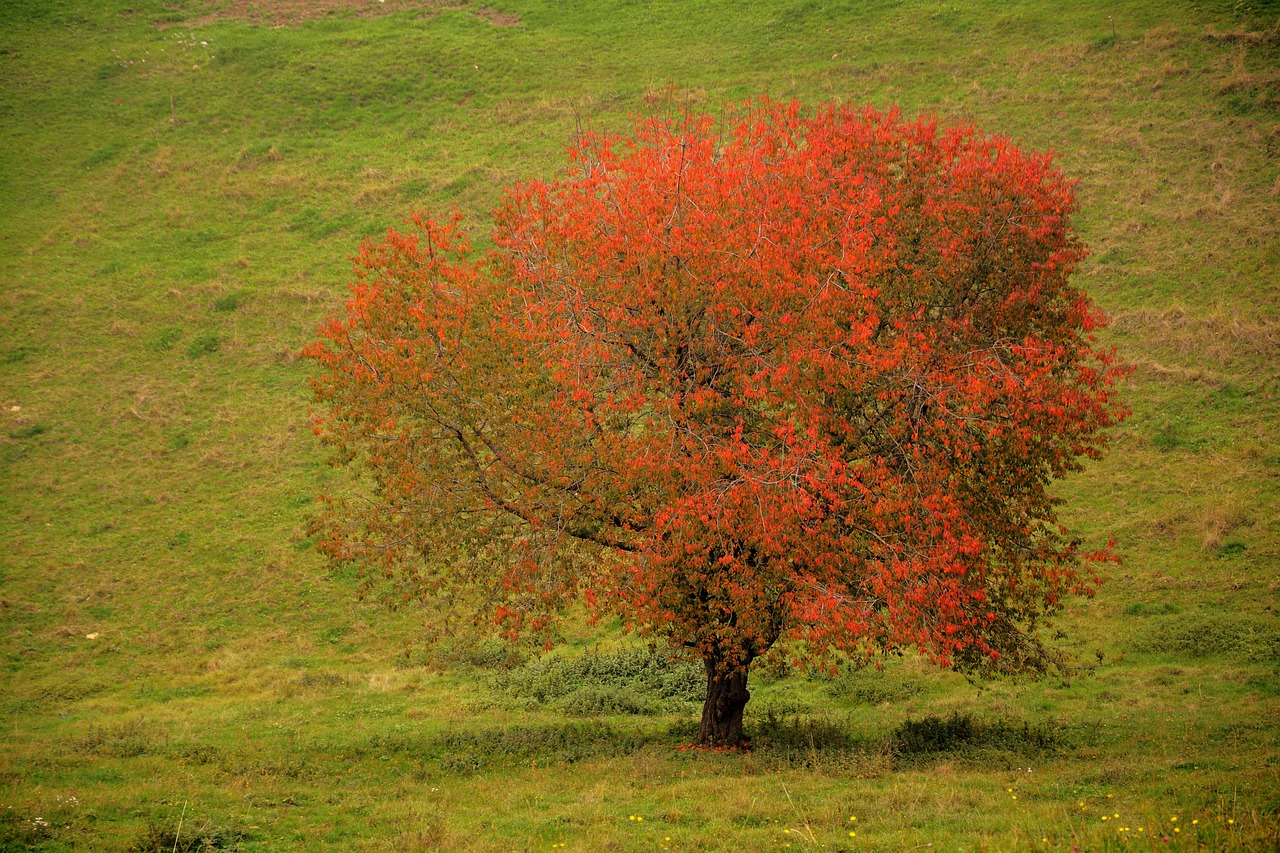 tree leaves autumn free photo