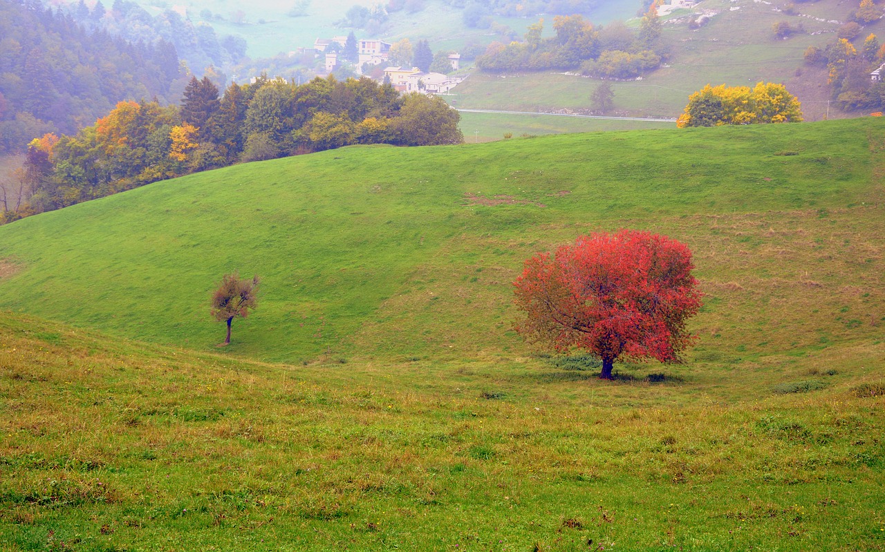 tree leaves autumn free photo