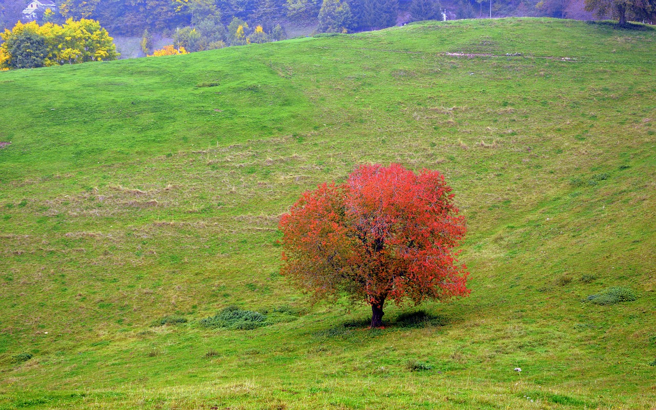 tree leaves autumn free photo