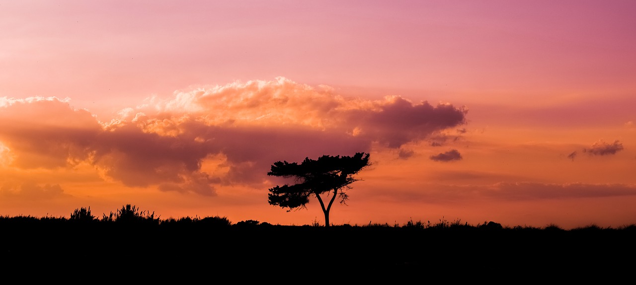 tree sunset landscape free photo