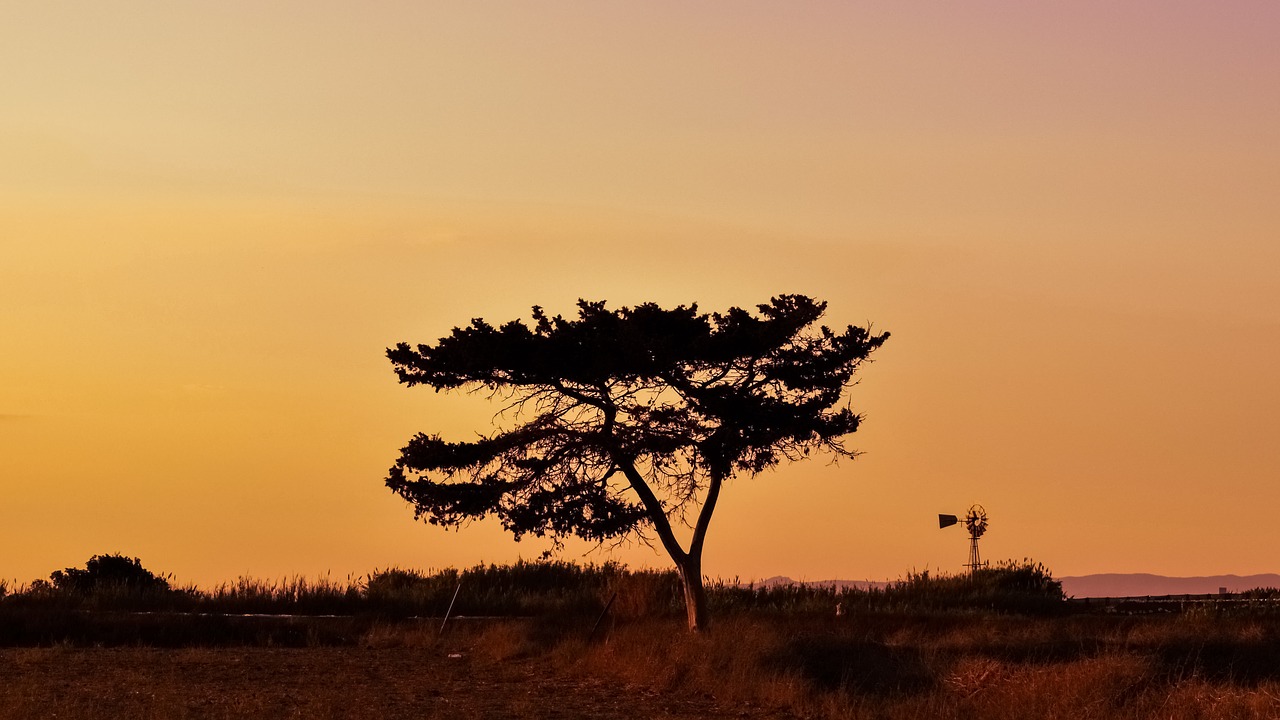 tree sunset landscape free photo