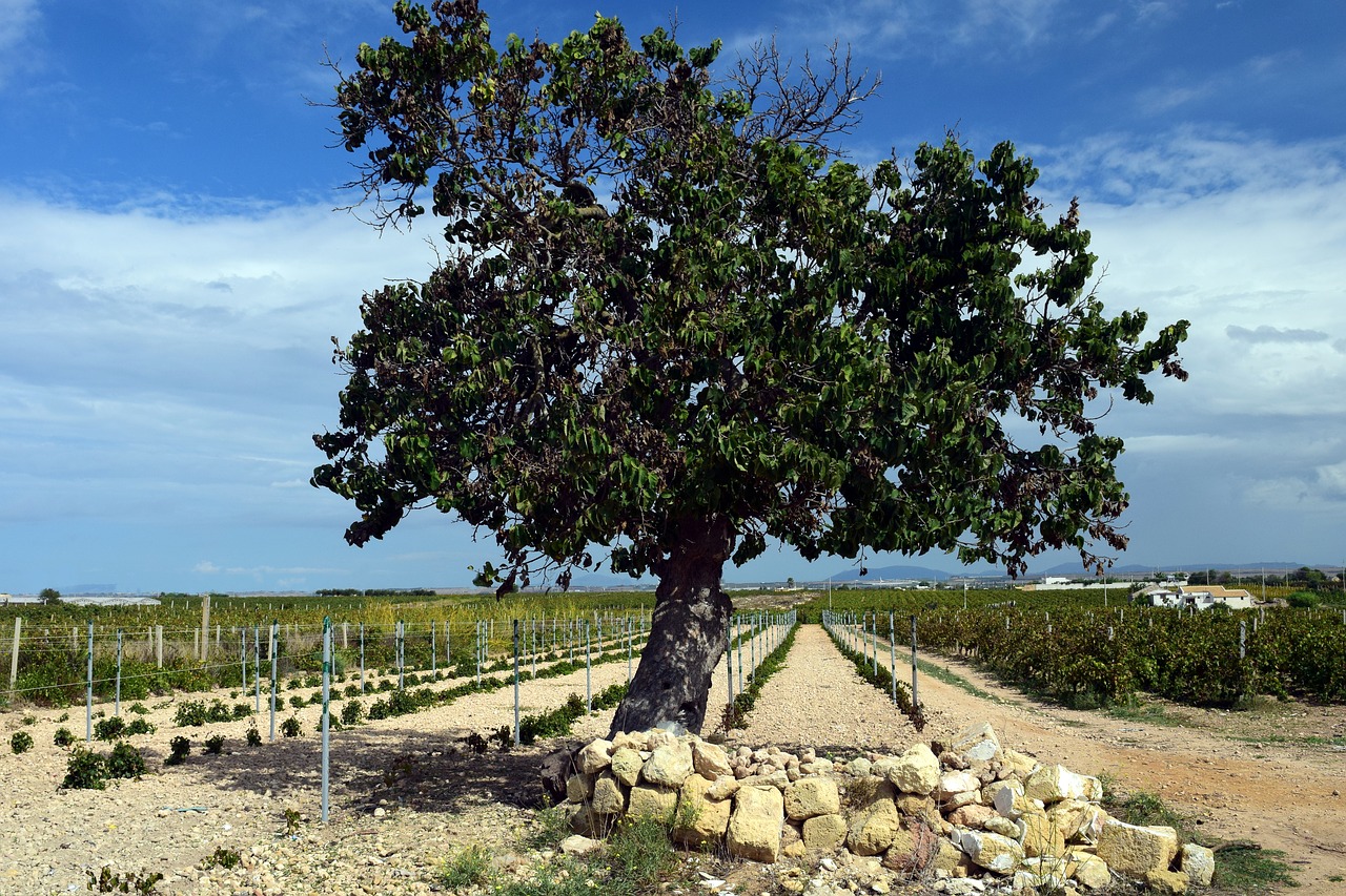 tree mulberry tree old free photo