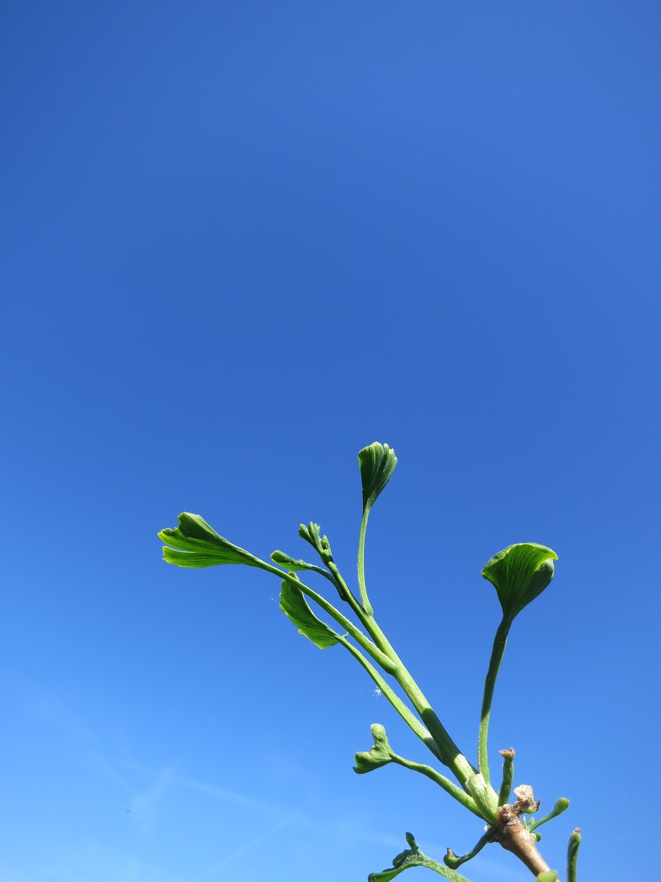 tree ginko leaves free photo