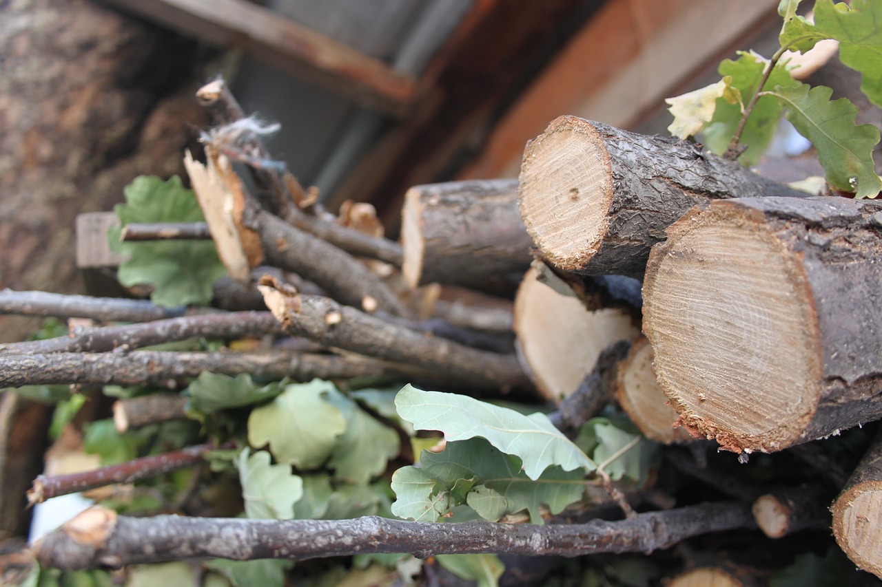 tree logs firewood free photo