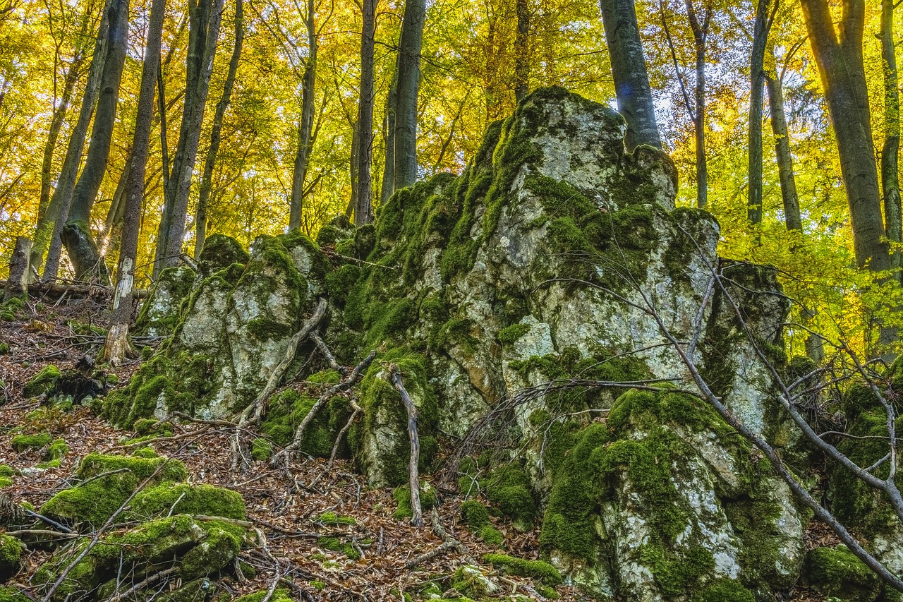 tree forest rock free photo