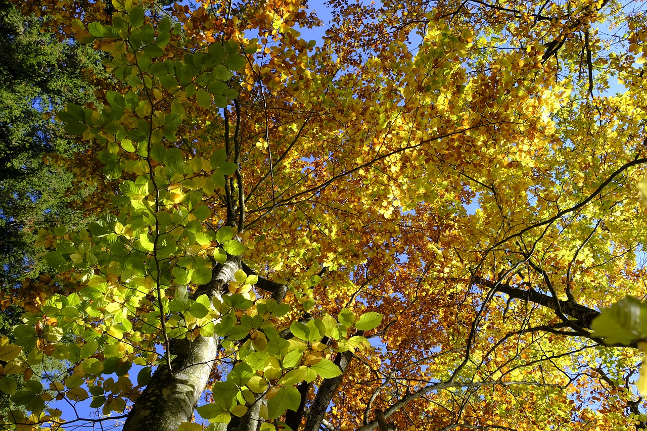 tree autumn leaves free photo