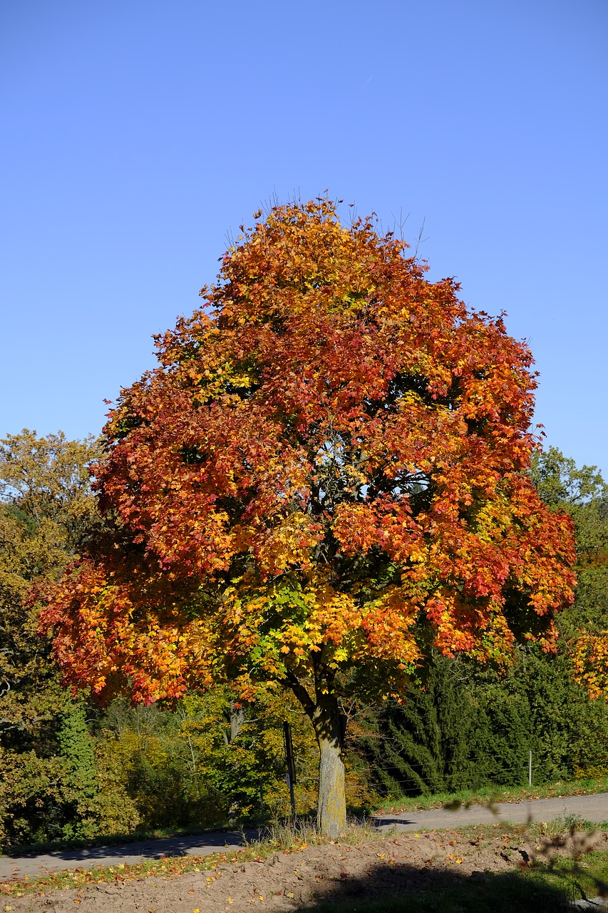 tree landscape autumn free photo