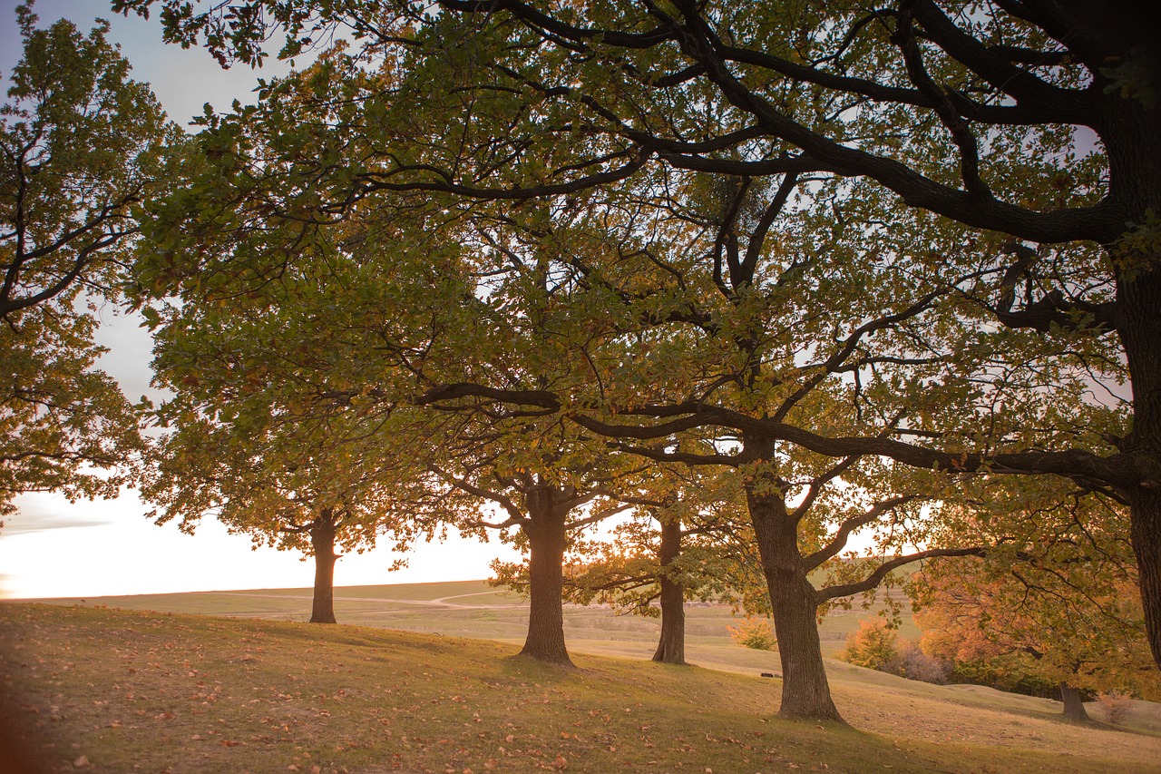 tree nature autumn free photo